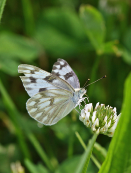 Checkered White female